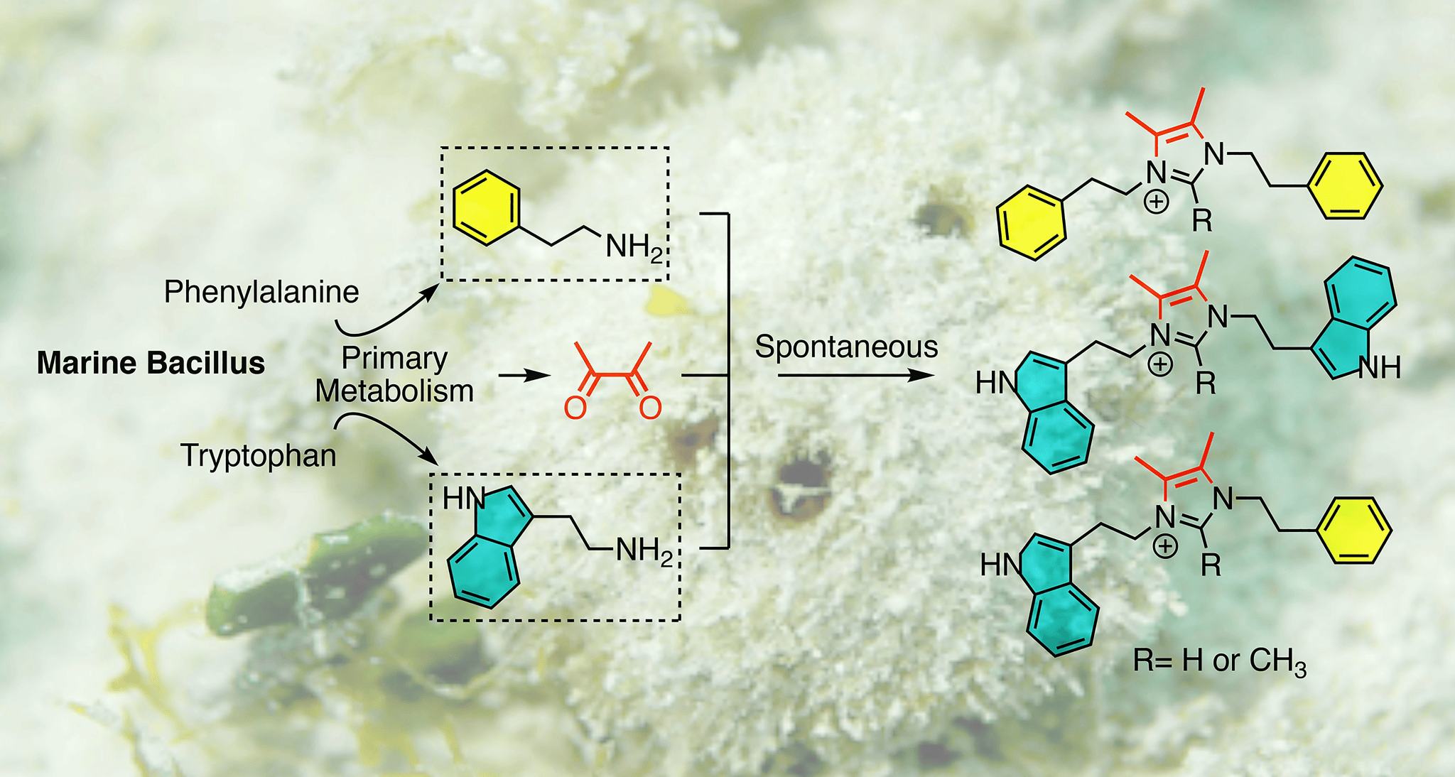 PUBLICATIONS – Wu Lab at Pitt